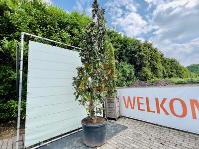 Magnolia Grandiflora Gallisoniensis - hauteur 400 cm