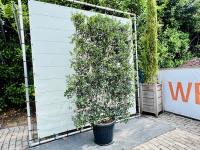 Osmanthus heterophyllus - Espalier