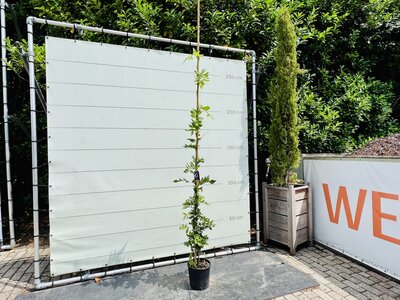 Pluie bleue - Glycine