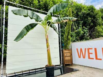 Musa Basjoo - Bananier 