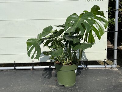 Beaucarnea - Pied d'éléphantMonstera Deliciosa - Plante à trous