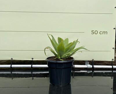 Agave - Attenuata - hauteur 50 cm