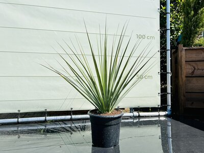 Berce bleue - hauteur 120 cm