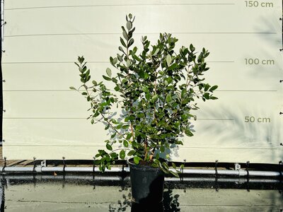 Ananas Goyave - 120 cm de haut