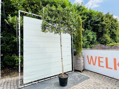 Ilex Nelly Stevens - espalier