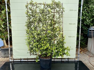 Quercus Ilex Espalier - Leischerm- hoogte 230 cm