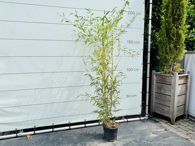 Bambou - Spectabilis - hauteur 125-150 cm