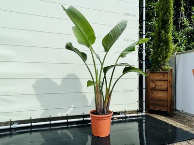 Fleur de l'oiseau de paradis - Strelitzia Augusta - hauteur 140-170 cm
