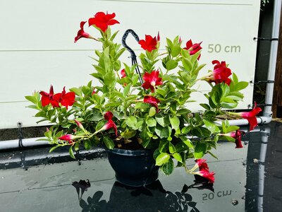 Mandevilla Bella - Rouge - Cintres