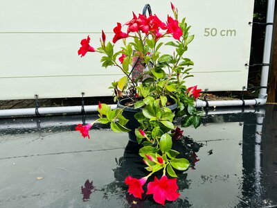 Mandevilla Bella - Rose - Cintres