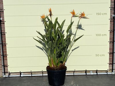 Fleur de paradis - hauteur 150 - 170 cm