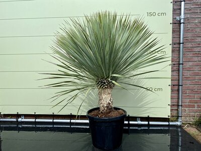 Yucca Rostrata, hauteur du tronc 40-50 cm