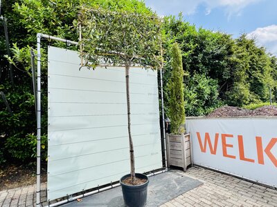 Photinia - Écran d'ardoise