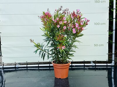 Nerium Oleander - Rose env. 100 cm