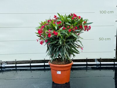 Nerium Oleander - Rouge env. 100 cm