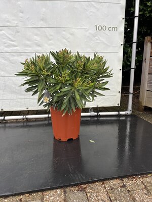 Nerium Oleander - Jaune env. 80 cm
