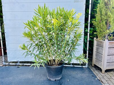 Nerium Oleander - Blanc env. 160 cm