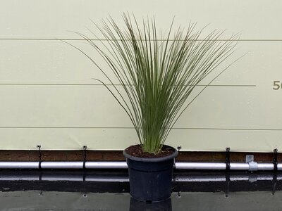  Yucca filamentosa - hauteur 80 cm