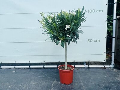 Nerium Oleander - sur Tige Blanc env. 100 cm