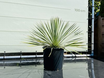 Yucca Rostrata - env. 70cm