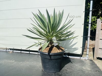 Yucca Gloriosa - env. 100 cm
