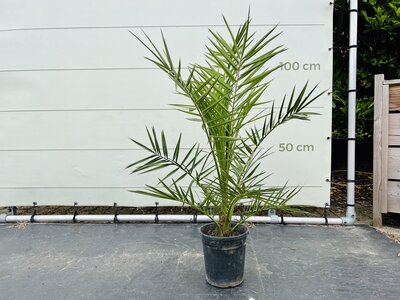 Phoenix Canariensis - Palmier dattier des Canaries env. 110 cm