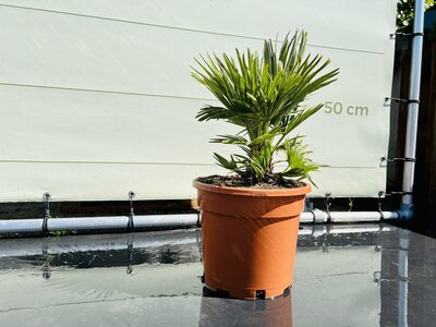 Chamaerops Humilis - Vulcano env. 50cm