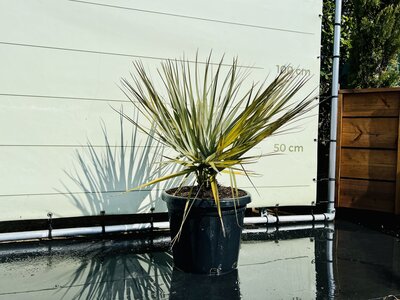 Nannorrhops Ritchiana - env. 100 cm