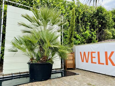 Chamaerops Humilis - env. 275 cm