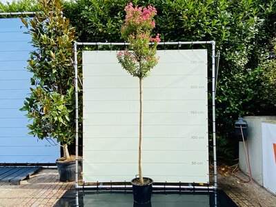 Lagerstroemia indica - env. 350 cm