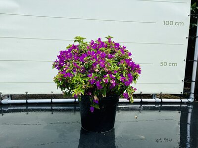 Bougainvillée rose - en forme de boule - large