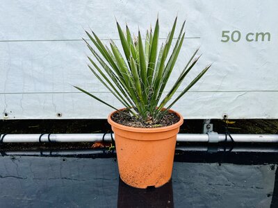 Yucca Filifera - env. 50 cm