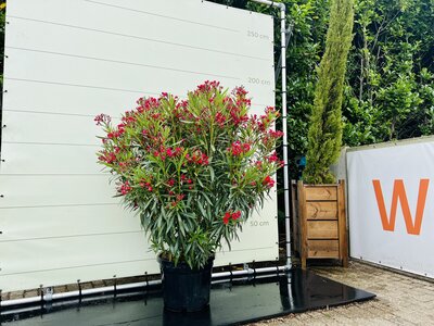 Nerium Oleander - Rouge env. 160 cm