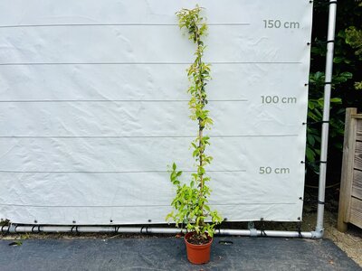 Jasmin de Toscane - env. 160 cm