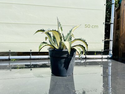 Agave - Mediopicta - hauteur 50 cm