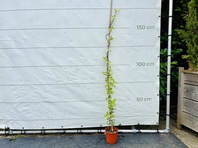 Jasmin de Toscane - env. 180cm