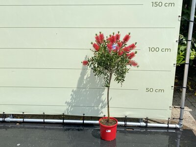 Callistemon - sur tige - hauteur 110 cm