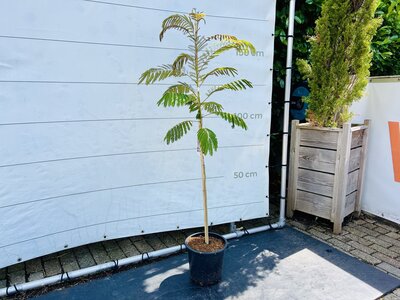 Arbre de Perse - Albizia Julibrissin