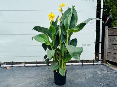 Canna Indica - Jaune