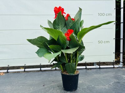 Canna Indica - Rouge