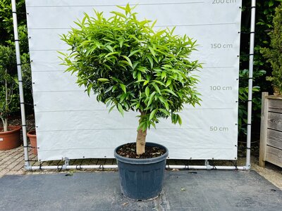 Agrumes - Mandariner env. 160 cm