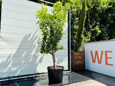 Argumes - citronnier env. 250 cm