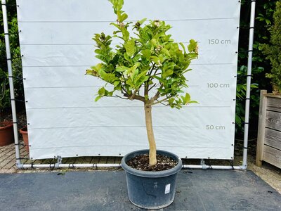 Agrumes - Main de Bouddha, env. 160 cm