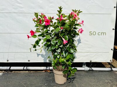 Mandevilla - Rose 70cm