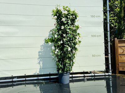 Mandevilla - Blanc