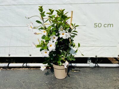 Mandevilla - Blanc 70cm