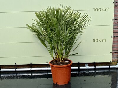 Chamaerops Humilis - env. 100 cm