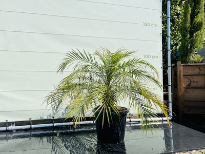 Phoenix Roebelenii - env. 120 cm