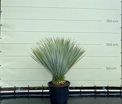 Yucca Rostrata - env. 100 cm