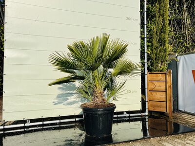Palmier - Chamaerops Humilis
